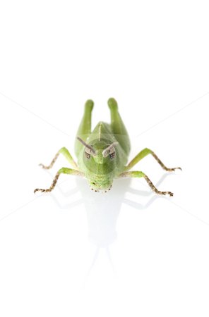 To use this stock image in your creative project, please select the size you need over to the right and click the "Add to Cart" button.
Your downloaded image will come with the Cutcaster watermark removed so don’t worry about the watermark you see on this page. Grasshopper Front View stock photo, Front view of a Florida purple striped grasshopper (Hesperotettix floridensis) nymph isolated on white with reflection by A Cotton Photo