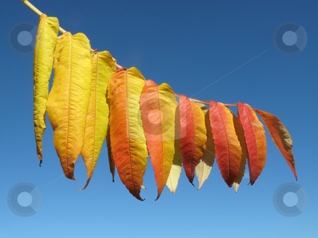 To use this stock image in your creative project, please select the size you need over to the right and click the "Add to Cart" button.
Your downloaded image will come with the Cutcaster watermark removed so don’t worry about the watermark you see on this page. Colorful autumn leaves close up. stock photo, Colorful autumn leaves close up. by Stephen Rees