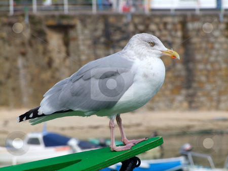 To use this stock image in your creative project, please select the size you need over to the right and click the "Add to Cart" button.
Your downloaded image will come with the Cutcaster watermark removed so don’t worry about the watermark you see on this page. A seagull in Mousehole, Cornwall UK. stock photo, A seagull in Mousehole, Cornwall UK. by Stephen Rees
