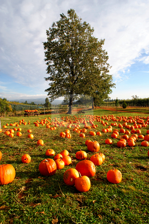 To use this stock image in your creative project, please select the size you need over to the right and click the "Add to Cart" button.
Your downloaded image will come with the Cutcaster watermark removed so don’t worry about the watermark you see on this page. Pumpkins stock photo, Pumpkins layed out in a farm grassy area available for sale to the public with rolling hills and orchards in the background with a bright blue sky. by Lynn Bendickson