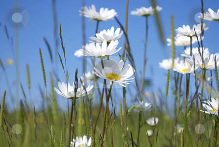 To use this stock image in your creative project, please select the size you need over to the right and click the "Add to Cart" button.
Your downloaded image will come with the Cutcaster watermark removed so don’t worry about the watermark you see on this page. Daisies stock photo, Royalty free stock image of a collection of spring daisies against a clear blue sky by Paul Inkles