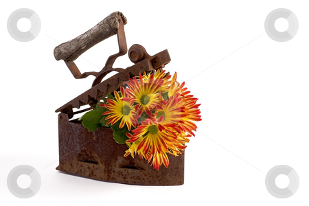 To use this stock image in your creative project, please select the size you need over to the right and click the "Add to Cart" button.
Your downloaded image will come with the Cutcaster watermark removed so don’t worry about the watermark you see on this page. Flower stock photo, Flowers planted in old iron by Barna Tanko