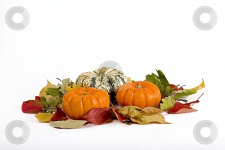 To use this stock image in your creative project, please select the size you need over to the right and click the "Add to Cart" button.
Your downloaded image will come with the Cutcaster watermark removed so don’t worry about the watermark you see on this page. Pumpkins stock photo, Pumpkins in seasonal setup by Barna Tanko