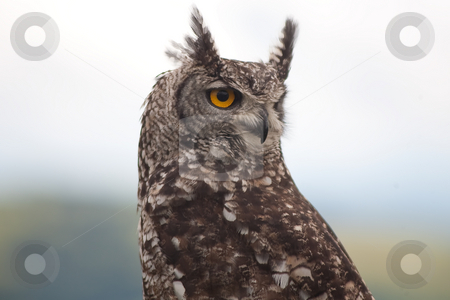 To use this stock image in your creative project, please select the size you need over to the right and click the "Add to Cart" button.
Your downloaded image will come with the Cutcaster watermark removed so don’t worry about the watermark you see on this page. OWL EYES stock photo, Owl left rear view looking over its shoulder with striking yellow eyes by Ian Genis