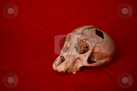 To use this stock image in your creative project, please select the size you need over to the right and click the "Add to Cart" button.
Your downloaded image will come with the Cutcaster watermark removed so don’t worry about the watermark you see on this page. Skull stock photo, A monkey skull with a hole in the head n a red background by Ian Genis