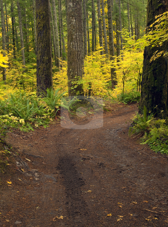 To use this stock image in your creative project, please select the size you need over to the right and click the "Add to Cart" button.
Your downloaded image will come with the Cutcaster watermark removed so don’t worry about the watermark you see on this page. Tracks of Autumn stock photo, A 4-wheel drive left tracks on this dirt road through autumn adorned trees. by Mike Dawson