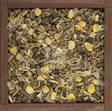 To use this stock image in your creative project, please select the size you need over to the right and click the "Add to Cart" button.
Your downloaded image will come with the Cutcaster watermark removed so don’t worry about the watermark you see on this page. Horse feed with corn, barley, oats grain and suplement stock photo, Horse feed with corn, barley, oats grain and suplement granulates in a rustic wooden box by Marek Uliasz