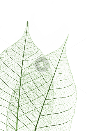 To use this stock image in your creative project, please select the size you need over to the right and click the "Add to Cart" button.
Your downloaded image will come with the Cutcaster watermark removed so don’t worry about the watermark you see on this page. Skeleton leaves stock photo, Closeup of dried rubber tree skeleton leaves by Elena Elisseeva
