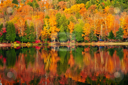 To use this stock image in your creative project, please select the size you need over to the right and click the "Add to Cart" button.
Your downloaded image will come with the Cutcaster watermark removed so don’t worry about the watermark you see on this page. Fall forest reflections stock photo, Forest of colorful autumn trees reflecting in calm lake by Elena Elisseeva