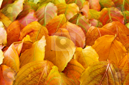 To use this stock image in your creative project, please select the size you need over to the right and click the "Add to Cart" button.
Your downloaded image will come with the Cutcaster watermark removed so don’t worry about the watermark you see on this page. Autumn leaves background stock photo, Colorful fall background of arranged autumn leaves by Elena Elisseeva