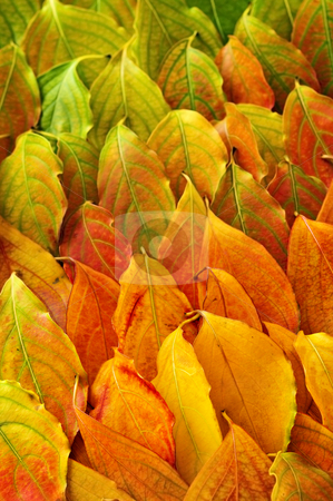 To use this stock image in your creative project, please select the size you need over to the right and click the "Add to Cart" button.
Your downloaded image will come with the Cutcaster watermark removed so don’t worry about the watermark you see on this page. Autumn leaves background stock photo, Colorful fall background of arranged autumn leaves by Elena Elisseeva