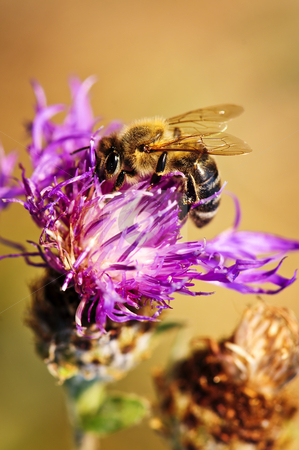 To use this stock image in your creative project, please select the size you need over to the right and click the "Add to Cart" button.
Your downloaded image will come with the Cutcaster watermark removed so don’t worry about the watermark you see on this page. Honey bee on Knapweed stock photo, Close up of honey bee on knapweed flower by Elena Elisseeva