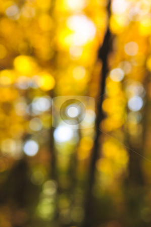 To use this stock image in your creative project, please select the size you need over to the right and click the "Add to Cart" button.
Your downloaded image will come with the Cutcaster watermark removed so don’t worry about the watermark you see on this page. Fall background stock photo, Green natural background of out of focus autumn forest or bokeh by Elena Elisseeva