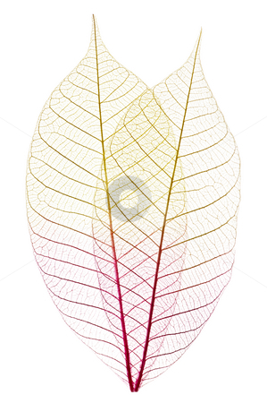 To use this stock image in your creative project, please select the size you need over to the right and click the "Add to Cart" button.
Your downloaded image will come with the Cutcaster watermark removed so don’t worry about the watermark you see on this page. Skeleton leaves stock photo, Closeup of dried rubber tree skeleton leaves by Elena Elisseeva
