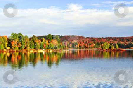 To use this stock image in your creative project, please select the size you need over to the right and click the "Add to Cart" button.
Your downloaded image will come with the Cutcaster watermark removed so don’t worry about the watermark you see on this page. Fall forest reflections stock photo, Forest of colorful autumn trees reflecting in calm lake by Elena Elisseeva