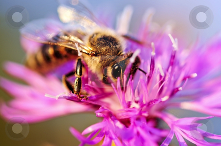 To use this stock image in your creative project, please select the size you need over to the right and click the "Add to Cart" button.
Your downloaded image will come with the Cutcaster watermark removed so don’t worry about the watermark you see on this page. Honey bee on Knapweed stock photo, Close up of honey bee on knapweed flower by Elena Elisseeva