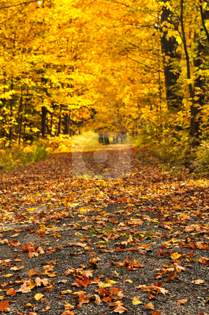 To use this stock image in your creative project, please select the size you need over to the right and click the "Add to Cart" button.
Your downloaded image will come with the Cutcaster watermark removed so don’t worry about the watermark you see on this page. Autumn path stock photo, Trail through group of colorful trees in autumn park by Elena Elisseeva