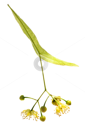 To use this stock image in your creative project, please select the size you need over to the right and click the "Add to Cart" button.
Your downloaded image will come with the Cutcaster watermark removed so don’t worry about the watermark you see on this page. Linden flower stock photo, Isolated image of yellow linden flower and branch by Elena Elisseeva