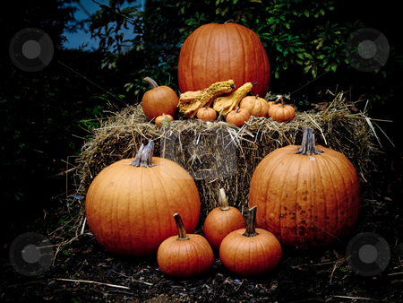 To use this stock image in your creative project, please select the size you need over to the right and click the "Add to Cart" button.
Your downloaded image will come with the Cutcaster watermark removed so don’t worry about the watermark you see on this page. Pumpkins on a hayable at dusk stock photo, Pumpkins on a hayable at dusk by Jim DeLillo