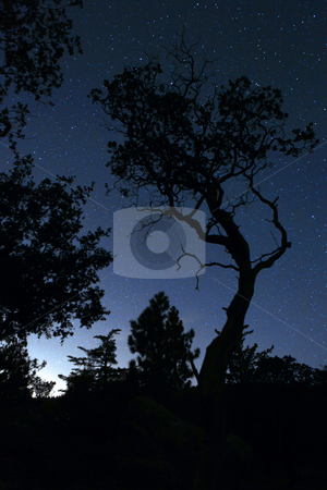 To use this stock image in your creative project, please select the size you need over to the right and click the "Add to Cart" button.
Your downloaded image will come with the Cutcaster watermark removed so don’t worry about the watermark you see on this page. Life Like Tree Silhouette in the Darkness stock photo, Life Like Tree Silhouette in the Darkness With Only Star Lights. Slight Noise Due to Unavoidable Long Exposure. by Katrina Brown