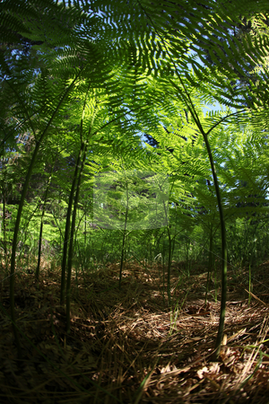 To use this stock image in your creative project, please select the size you need over to the right and click the "Add to Cart" button.
Your downloaded image will come with the Cutcaster watermark removed so don’t worry about the watermark you see on this page. Miniature Fern Forest Amongst Fallen Pine Tree Needles stock photo, Miniature Fern Forest Amongst Fallen Pine Needles in the Wild: Fisheye Lens Shot by Katrina Brown