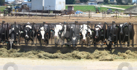 To use this stock image in your creative project, please select the size you need over to the right and click the "Add to Cart" button.
Your downloaded image will come with the Cutcaster watermark removed so don’t worry about the watermark you see on this page. Row of Feeeding Cows stock photo, Row of Feeeding Cows at a Farm by Katrina Brown