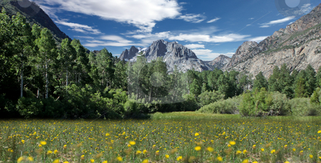 To use this stock image in your creative project, please select the size you need over to the right and click the "Add to Cart" button.
Your downloaded image will come with the Cutcaster watermark removed so don’t worry about the watermark you see on this page. Field of Flowers in the Eastern Sierras stock photo, Beautiful Field of Flowers in the Eastern Sierras by Katrina Brown