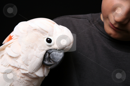 To use this stock image in your creative project, please select the size you need over to the right and click the "Add to Cart" button.
Your downloaded image will come with the Cutcaster watermark removed so don’t worry about the watermark you see on this page. Moluccan Cockatoo With His Human Companion stock photo, Moluccan Cockatoo With His Handler by Katrina Brown