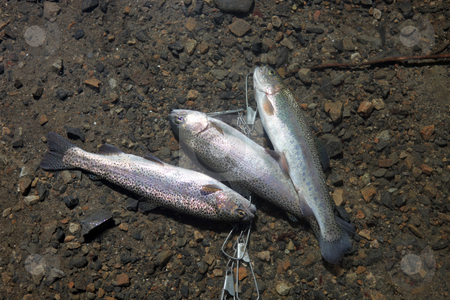 To use this stock image in your creative project, please select the size you need over to the right and click the "Add to Cart" button.
Your downloaded image will come with the Cutcaster watermark removed so don’t worry about the watermark you see on this page. Trout Caught by a Fisherman stock photo, Multiple Trout Caught by a Fisherman Lying on a Line by Katrina Brown