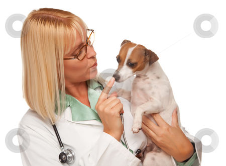 To use this stock image in your creative project, please select the size you need over to the right and click the "Add to Cart" button.
Your downloaded image will come with the Cutcaster watermark removed so don’t worry about the watermark you see on this page. Attractive Female Doctor Veterinarian with Small Puppy stock photo, Attractive Female Doctor Veterinarian with Small Puppy Isolated on a White Background. by Andy Dean