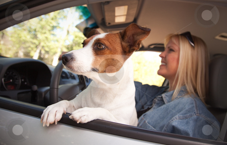 To use this stock image in your creative project, please select the size you need over to the right and click the "Add to Cart" button.
Your downloaded image will come with the Cutcaster watermark removed so don’t worry about the watermark you see on this page. Jack Russell Terrier Enjoying a Car Ride stock photo, Jack Russell Terrier Dog Enjoying a Car Ride. by Andy Dean