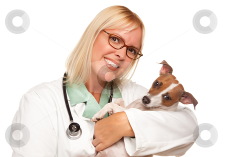 To use this stock image in your creative project, please select the size you need over to the right and click the "Add to Cart" button.
Your downloaded image will come with the Cutcaster watermark removed so don’t worry about the watermark you see on this page. Attractive Female Doctor Veterinarian with Small Puppy stock photo, Attractive Female Doctor Veterinarian with Small Puppy Isolated on a White Background. by Andy Dean