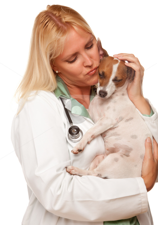 To use this stock image in your creative project, please select the size you need over to the right and click the "Add to Cart" button.
Your downloaded image will come with the Cutcaster watermark removed so don’t worry about the watermark you see on this page. Attractive Female Doctor Veterinarian with Small Puppy stock photo, Attractive Female Doctor Veterinarian with Small Puppy Isolated on a White Background. by Andy Dean