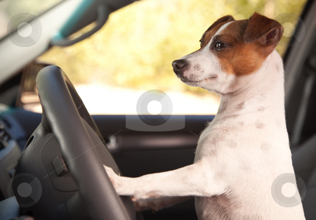 To use this stock image in your creative project, please select the size you need over to the right and click the "Add to Cart" button.
Your downloaded image will come with the Cutcaster watermark removed so don’t worry about the watermark you see on this page. Jack Russell Terrier Enjoying a Car Ride stock photo, Jack Russell Terrier Dog Enjoying a Car Ride. by Andy Dean