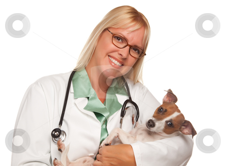 To use this stock image in your creative project, please select the size you need over to the right and click the "Add to Cart" button.
Your downloaded image will come with the Cutcaster watermark removed so don’t worry about the watermark you see on this page. Attractive Female Doctor Veterinarian with Small Puppy stock photo, Attractive Female Doctor Veterinarian with Small Puppy Isolated on a White Background. by Andy Dean