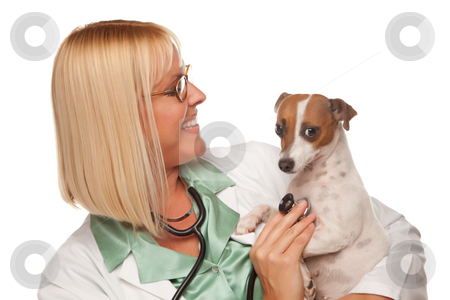To use this stock image in your creative project, please select the size you need over to the right and click the "Add to Cart" button.
Your downloaded image will come with the Cutcaster watermark removed so don’t worry about the watermark you see on this page. Attractive Female Doctor Veterinarian with Small Puppy stock photo, Attractive Female Doctor Veterinarian with Small Puppy Isolated on a White Background. by Andy Dean