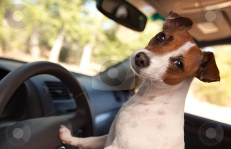 To use this stock image in your creative project, please select the size you need over to the right and click the "Add to Cart" button.
Your downloaded image will come with the Cutcaster watermark removed so don’t worry about the watermark you see on this page. Jack Russell Terrier Enjoying a Car Ride stock photo, Jack Russell Terrier Dog Enjoying a Car Ride. by Andy Dean