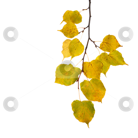 To use this stock image in your creative project, please select the size you need over to the right and click the "Add to Cart" button.
Your downloaded image will come with the Cutcaster watermark removed so don’t worry about the watermark you see on this page. Beautiful golden leaves in autumn stock photo, Beautiful golden leaves in autumn by Julian Weber