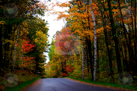 To use this stock image in your creative project, please select the size you need over to the right and click the "Add to Cart" button.
Your downloaded image will come with the Cutcaster watermark removed so don’t worry about the watermark you see on this page. Fall Magic II stock photo, Fall colors can be so dramatic it is hard to believe the are real as shown by the colorful display on this quiet road in north central Minnesota on a cloudy day. by Dennis Thomsen