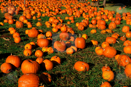 To use this stock image in your creative project, please select the size you need over to the right and click the "Add to Cart" button.
Your downloaded image will come with the Cutcaster watermark removed so don’t worry about the watermark you see on this page. Pumpkin Patch stock photo, Hundreds of Autumn Pumpkins spread out across green grass ready for sale by Lynn Bendickson