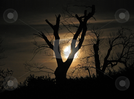 To use this stock image in your creative project, please select the size you need over to the right and click the "Add to Cart" button.
Your downloaded image will come with the Cutcaster watermark removed so don’t worry about the watermark you see on this page. Moon and Tree Silhouette stock photo, Moon and Tree Silhouette by Susan Robinson