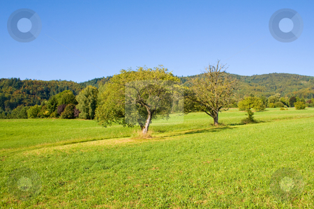 To use this stock image in your creative project, please select the size you need over to the right and click the "Add to Cart" button.
Your downloaded image will come with the Cutcaster watermark removed so don’t worry about the watermark you see on this page. Idyllic meadow with tree stock photo, Idyllic meadow with tree by Julian Weber