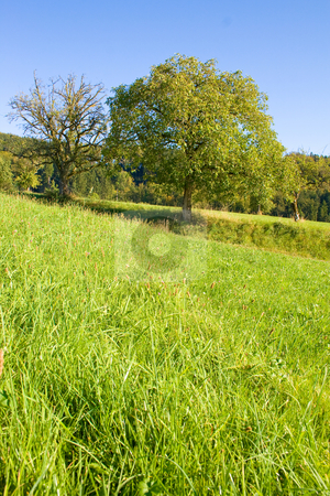 To use this stock image in your creative project, please select the size you need over to the right and click the "Add to Cart" button.
Your downloaded image will come with the Cutcaster watermark removed so don’t worry about the watermark you see on this page. Idyllic meadow with tree stock photo, Idyllic meadow with tree by Julian Weber