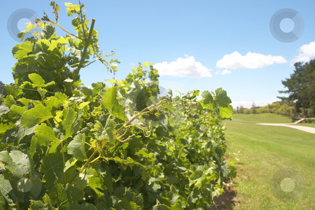 To use this stock image in your creative project, please select the size you need over to the right and click the "Add to Cart" button.
Your downloaded image will come with the Cutcaster watermark removed so don’t worry about the watermark you see on this page. Vineyard on the golf course stock photo, Vineyard on the golf course on a beautiful summer day by Elena Weber (nee Talberg)