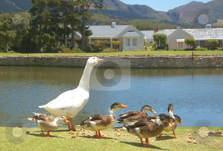 To use this stock image in your creative project, please select the size you need over to the right and click the "Add to Cart" button.
Your downloaded image will come with the Cutcaster watermark removed so don’t worry about the watermark you see on this page. Group of ducks and goose stock photo, Group of ducks and goose eating bread crumbs next to the lake by Elena Weber (nee Talberg)