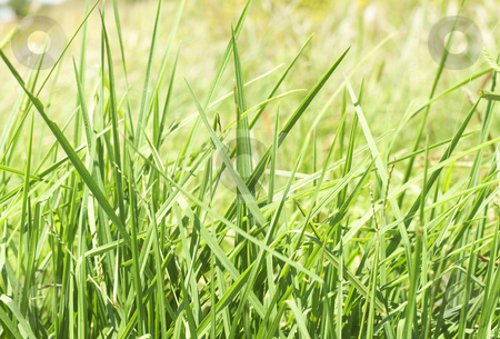 To use this stock image in your creative project, please select the size you need over to the right and click the "Add to Cart" button.
Your downloaded image will come with the Cutcaster watermark removed so don’t worry about the watermark you see on this page. Green grass close-up stock photo, Green grass close-up. Can be used as background by Elena Weber (nee Talberg)