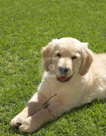 To use this stock image in your creative project, please select the size you need over to the right and click the "Add to Cart" button.
Your downloaded image will come with the Cutcaster watermark removed so don’t worry about the watermark you see on this page. Small golden retriever puppy stock photo, Small obedient golden retriever puppy lying on the green grass holding a stick in his paws by Elena Weber (nee Talberg)