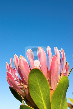 To use this stock image in your creative project, please select the size you need over to the right and click the "Add to Cart" button.
Your downloaded image will come with the Cutcaster watermark removed so don’t worry about the watermark you see on this page. Protea1 stock photo, Pink Protea on the blue sky background. Copy space above the flower. by Elena Weber (nee Talberg)