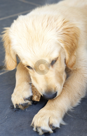 To use this stock image in your creative project, please select the size you need over to the right and click the "Add to Cart" button.
Your downloaded image will come with the Cutcaster watermark removed so don’t worry about the watermark you see on this page. Small golden retriever puppy stock photo, Small obedient golden retriever puppy lying on the tiles chewing on a piece of wood by Elena Weber (nee Talberg)