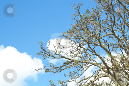 To use this stock image in your creative project, please select the size you need over to the right and click the "Add to Cart" button.
Your downloaded image will come with the Cutcaster watermark removed so don’t worry about the watermark you see on this page. Tree against a sky in spring stock photo, Tree branches against a beautiful blue sky with cumulus clouds in spring by Elena Weber (nee Talberg)